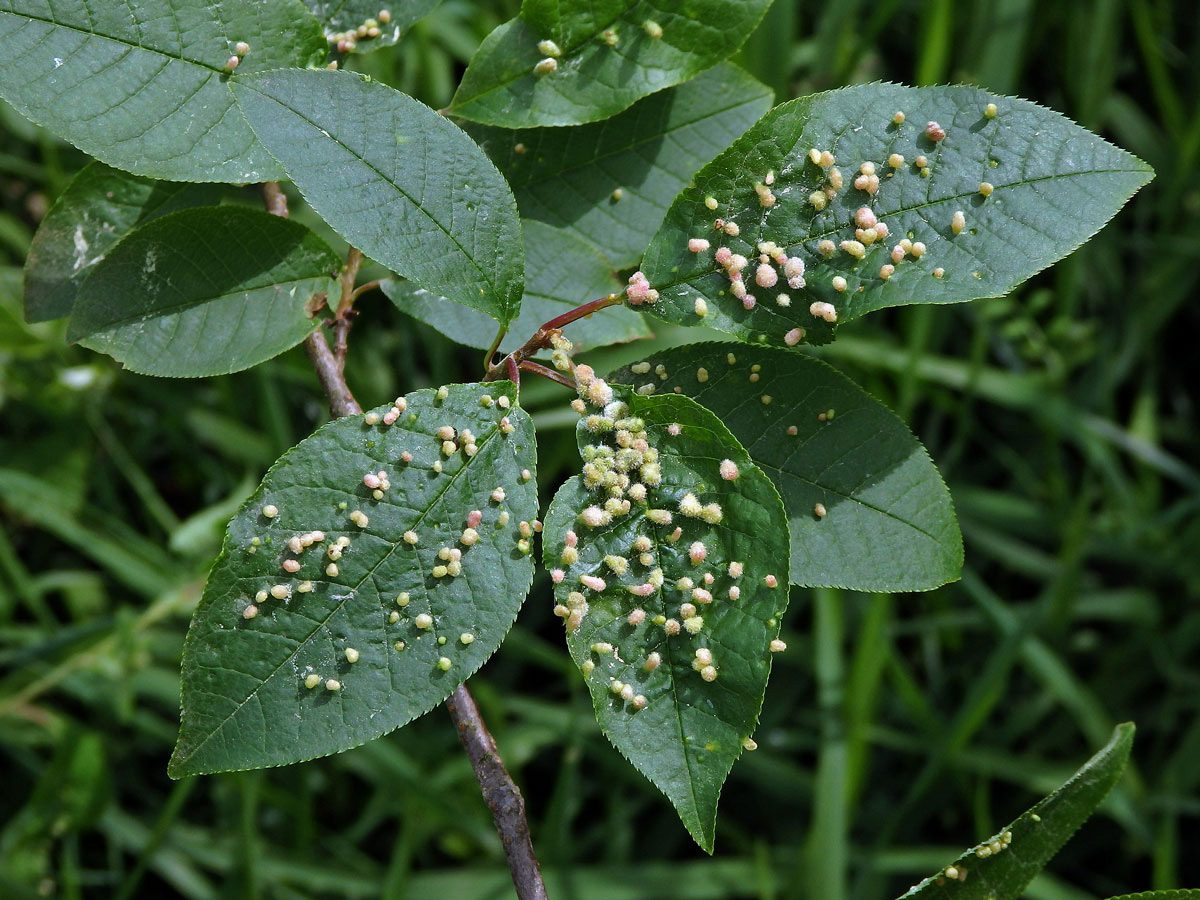 Hálky vlnovníka (Eriophyes paderinus); slivoň střemcha