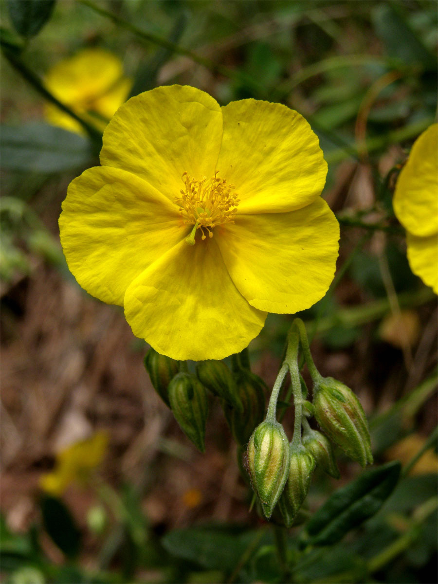 Devaterník velkokvětý (Helianthemum grandiflorum (Scop.) DC.)