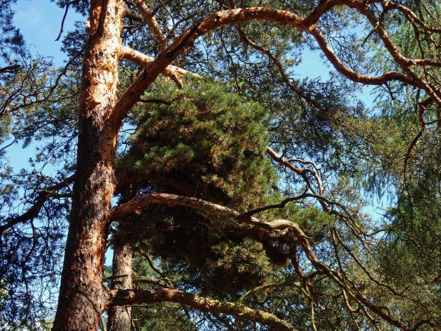 Čarověník na borovici lesní (Pinus sylvestris L.) (13b)