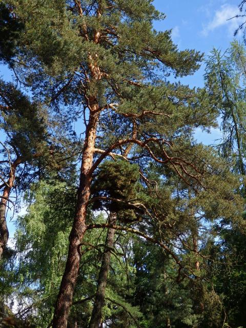 Čarověník na borovici lesní (Pinus sylvestris L.) (13a)