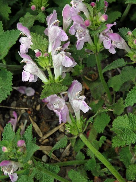 Hluchavka garganská (Lamium garganicum L.)