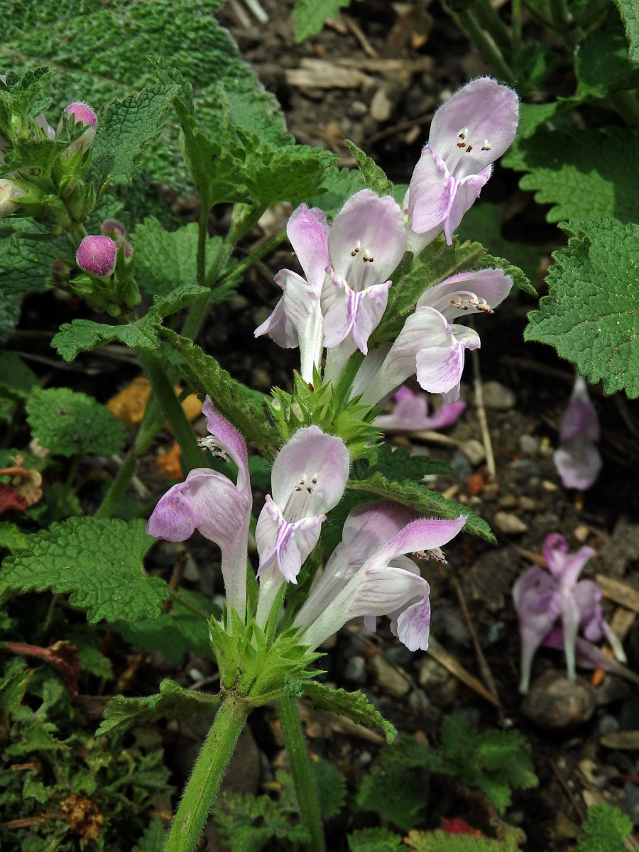 Hluchavka garganská (Lamium garganicum L.)