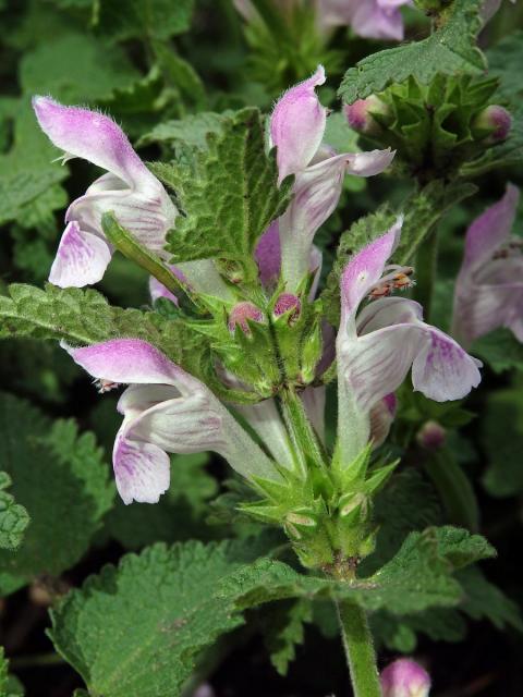 Hluchavka garganská (Lamium garganicum L.)