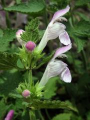 Hluchavka garganská (Lamium garganicum L.)