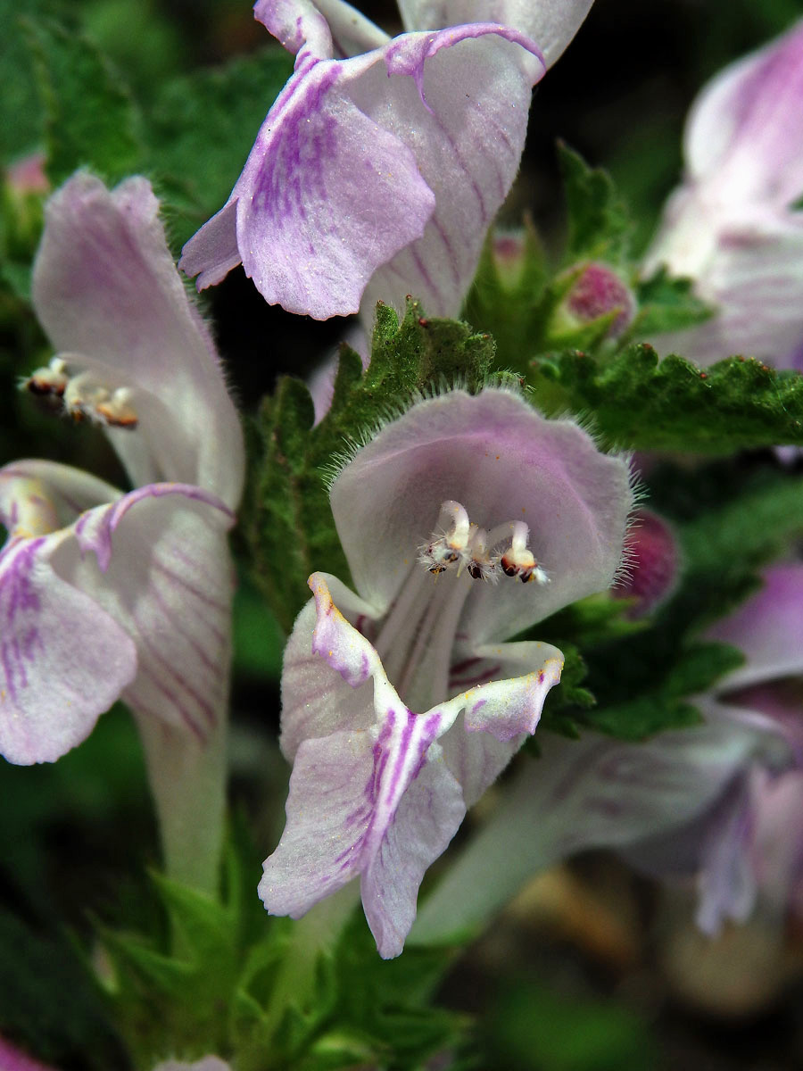 Hluchavka garganská (Lamium garganicum L.)