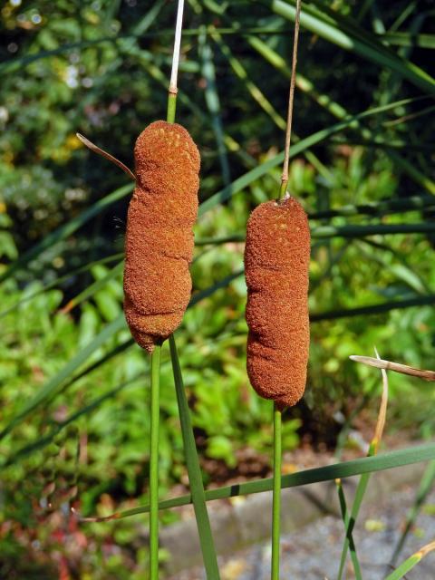 Orobinec sítinovitý (Typha laxmennii Lepech.)