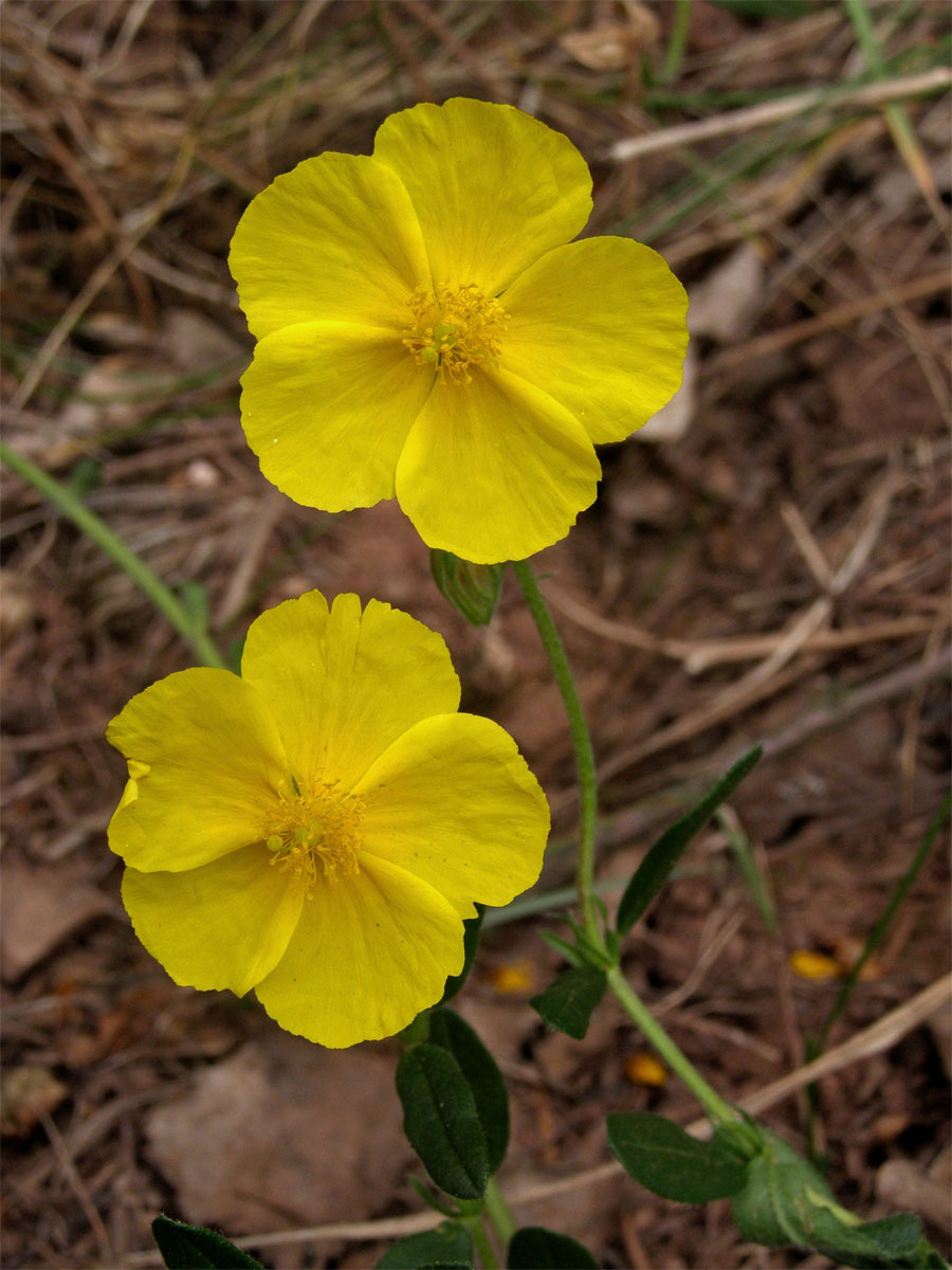 Devaterník velkokvětý (Helianthemum grandiflorum (Scop.) DC.)