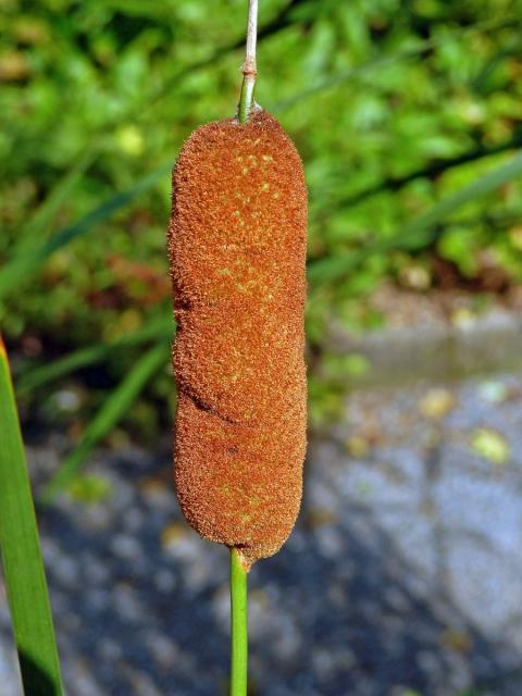 Orobinec sítinovitý (Typha laxmennii Lepech.)