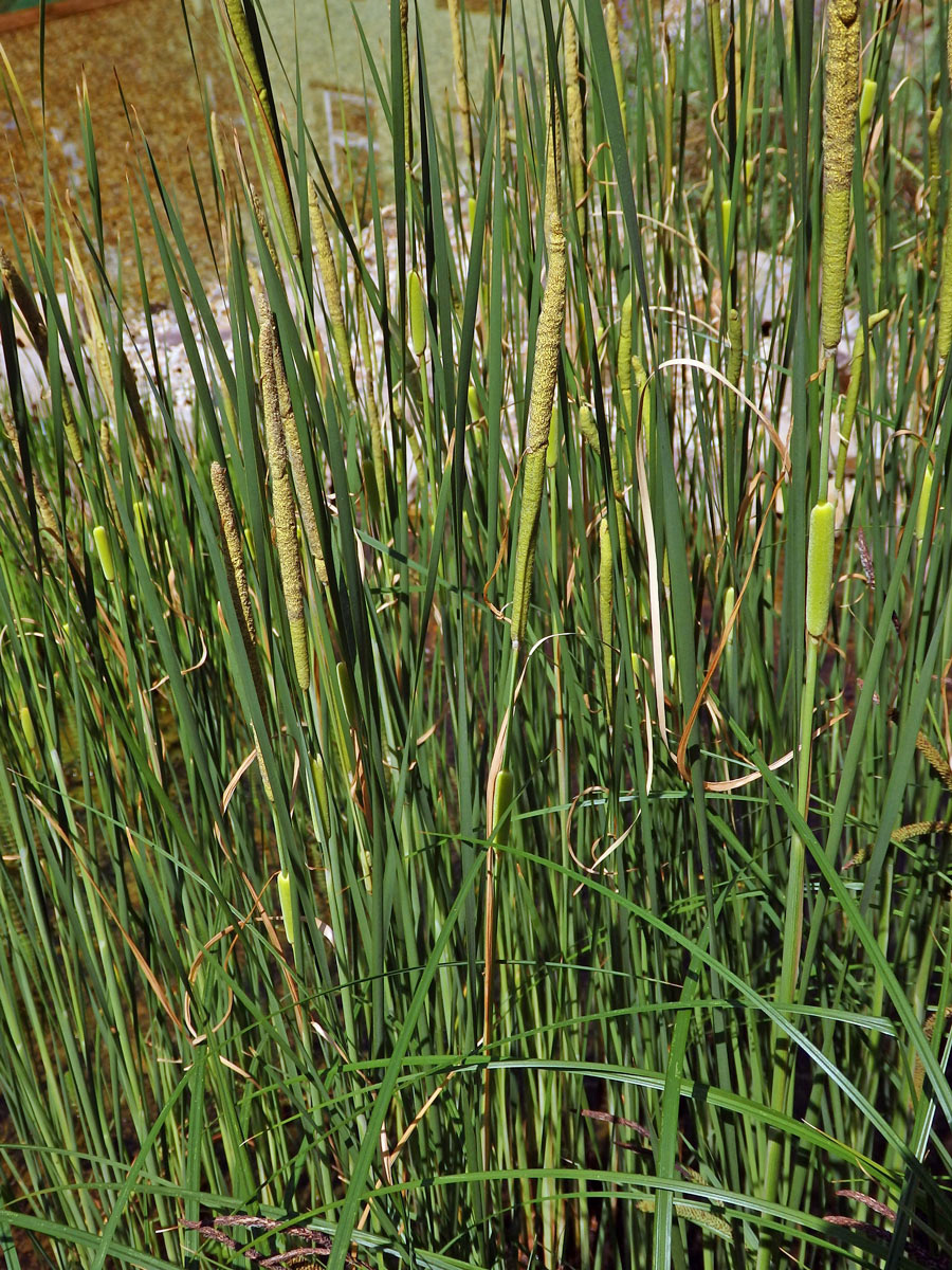 Orobinec sítinovitý (Typha laxmennii Lepech.)