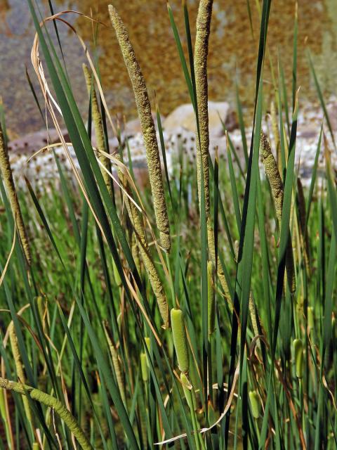 Orobinec sítinovitý (Typha laxmennii Lepech.)