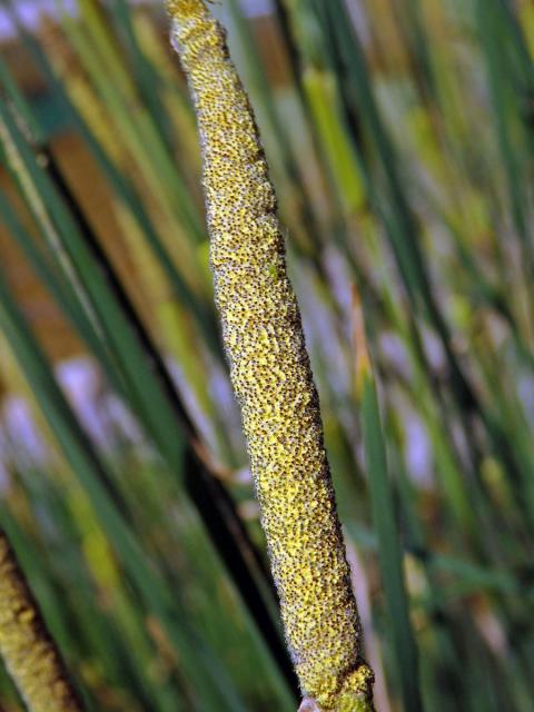 Orobinec sítinovitý (Typha laxmennii Lepech.)