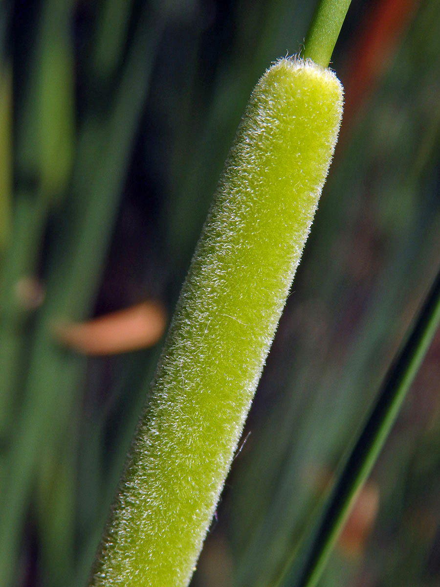 Orobinec sítinovitý (Typha laxmennii Lepech.)