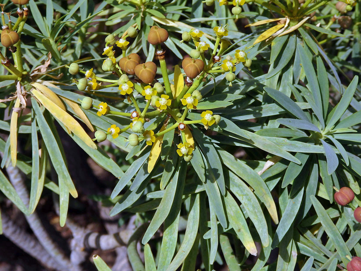 Pryšec (Euphorbia lamarckii Sweet)