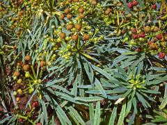 Pryšec (Euphorbia lamarckii Sweet)