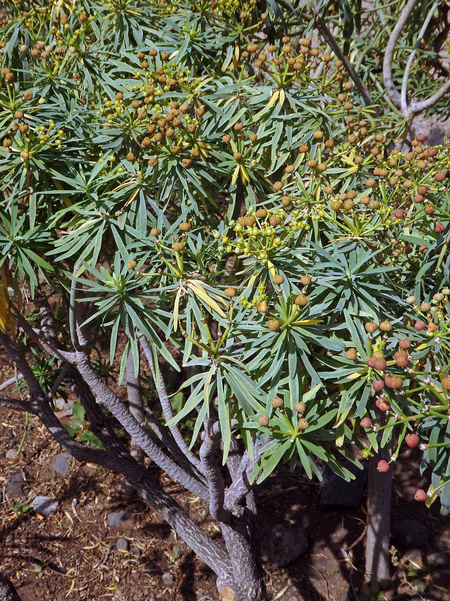 Pryšec (Euphorbia lamarckii Sweet)