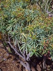 Pryšec (Euphorbia lamarckii Sweet)