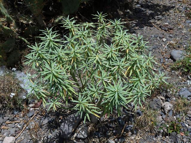 Pryšec (Euphorbia lamarckii Sweet)