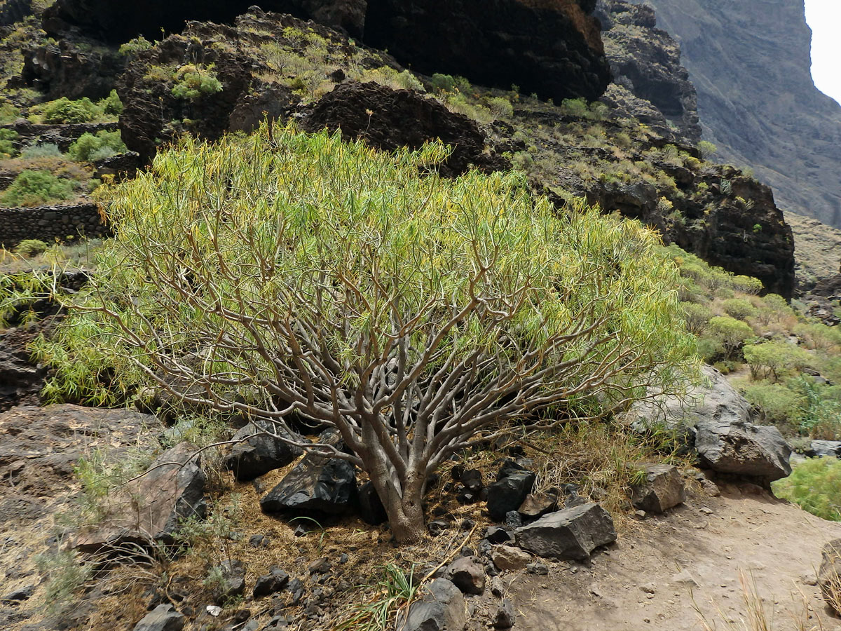 Pryšec (Euphorbia lamarckii Sweet)