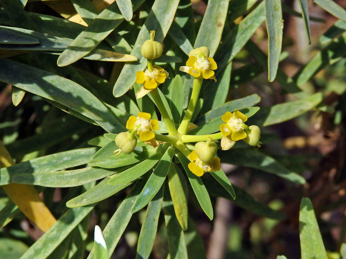 Pryšec (Euphorbia lamarckii Sweet)