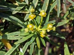 Pryšec (Euphorbia lamarckii Sweet)