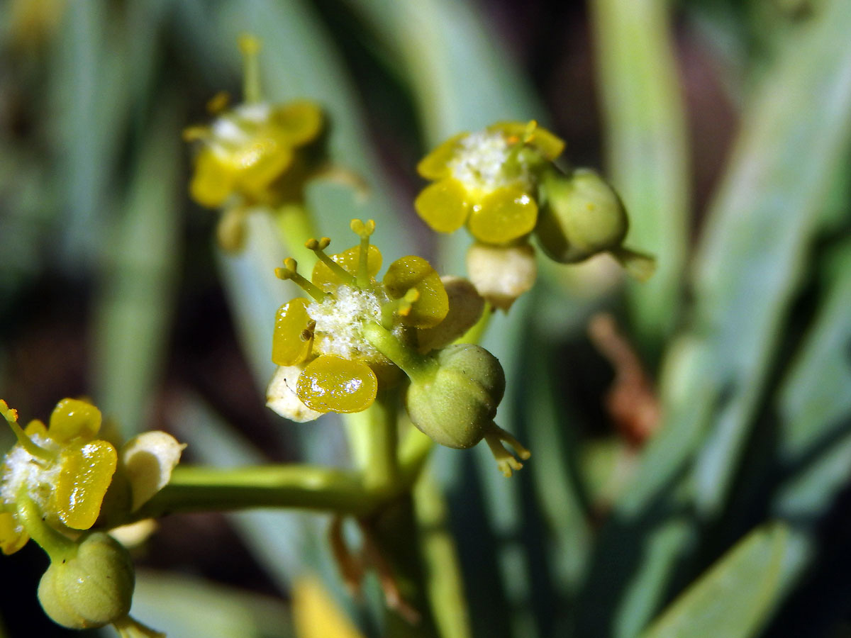 Pryšec (Euphorbia lamarckii Sweet)