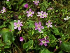 Batolka ptačincolistá (Claytonia sibirica L.)