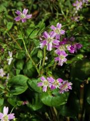 Batolka ptačincolistá (Claytonia sibirica L.)