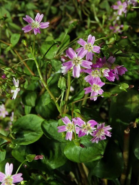 Batolka ptačincolistá (Claytonia sibirica L.)