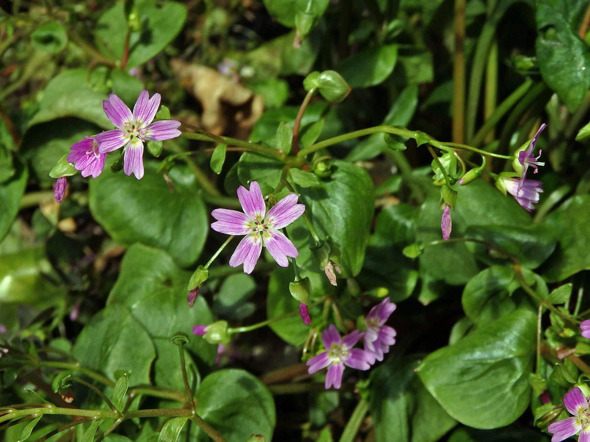 Batolka ptačincolistá (Claytonia sibirica L.)