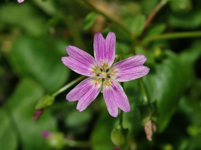 Batolka ptačincolistá (Claytonia sibirica L.)