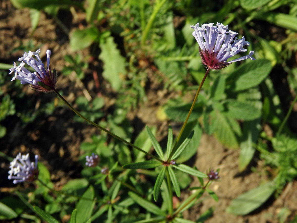 Mařinka východní (Asperula orientalis Boiss & Hohen.)