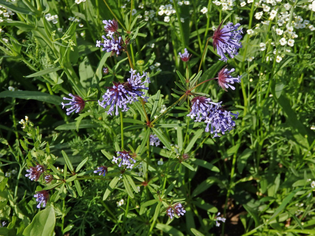 Mařinka východní (Asperula orientalis Boiss & Hohen.)