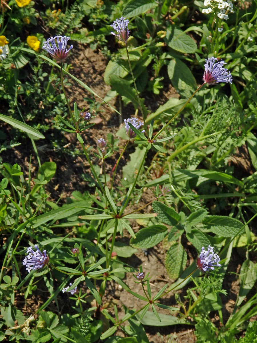 Mařinka východní (Asperula orientalis Boiss & Hohen.)