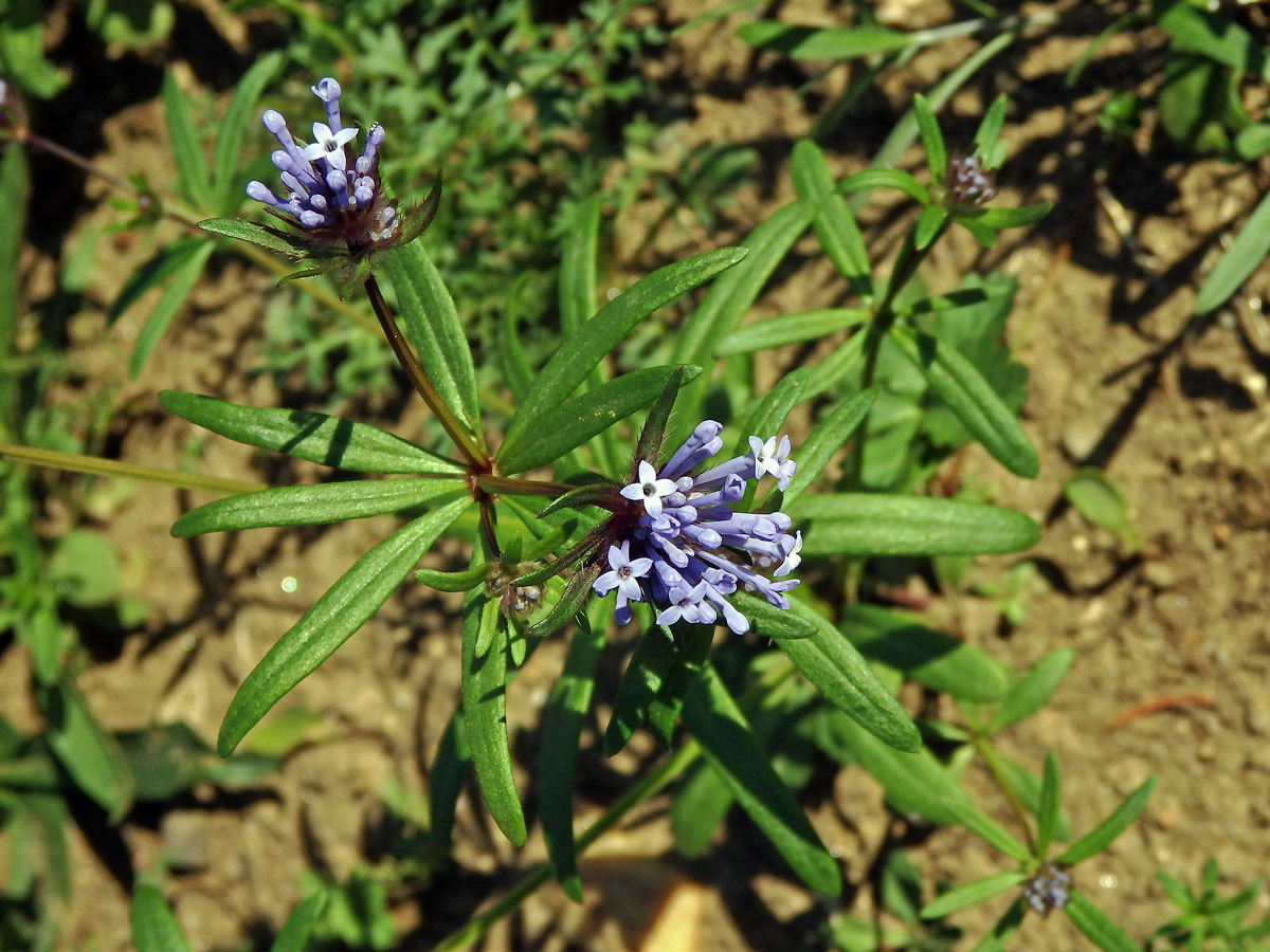 Mařinka východní (Asperula orientalis Boiss & Hohen.)