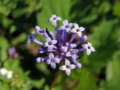 Mařinka východní (Asperula orientalis Boiss & Hohen.)