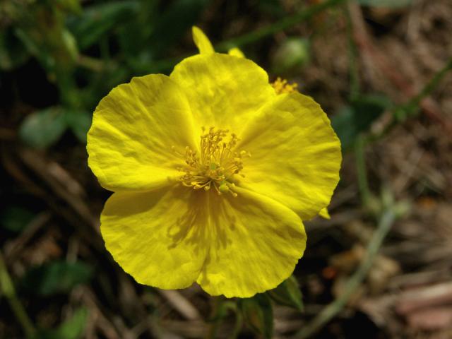 Devaterník velkokvětý (Helianthemum grandiflorum (Scop.) DC.)