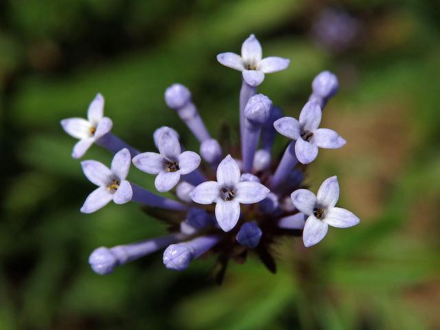 Mařinka východní (Asperula orientalis Boiss & Hohen.)