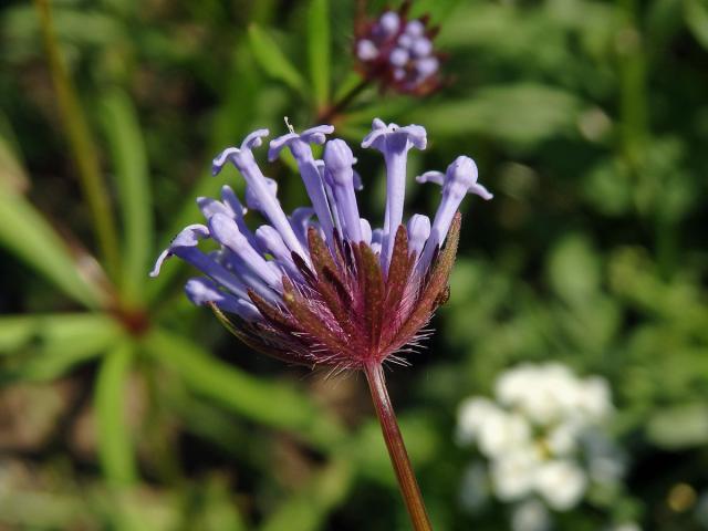 Mařinka východní (Asperula orientalis Boiss & Hohen.)