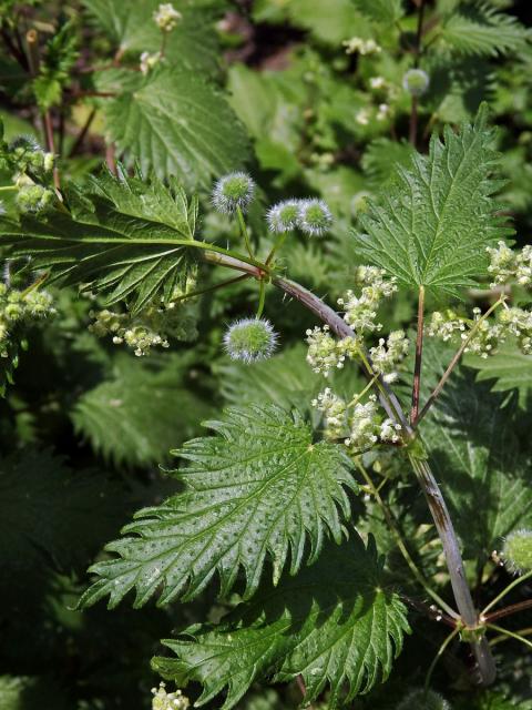 Kopřiva kulkonosná (Urtica pilulifera L.)