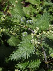 Kopřiva kulkonosná (Urtica pilulifera L.)   