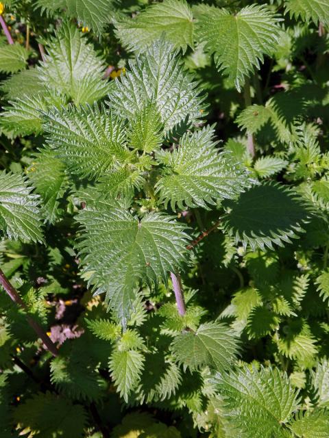 Kopřiva kulkonosná (Urtica pilulifera L.)