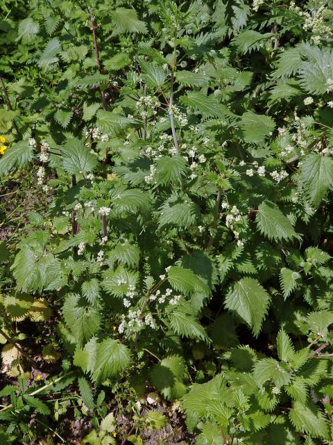 Kopřiva kulkonosná (Urtica pilulifera L.)