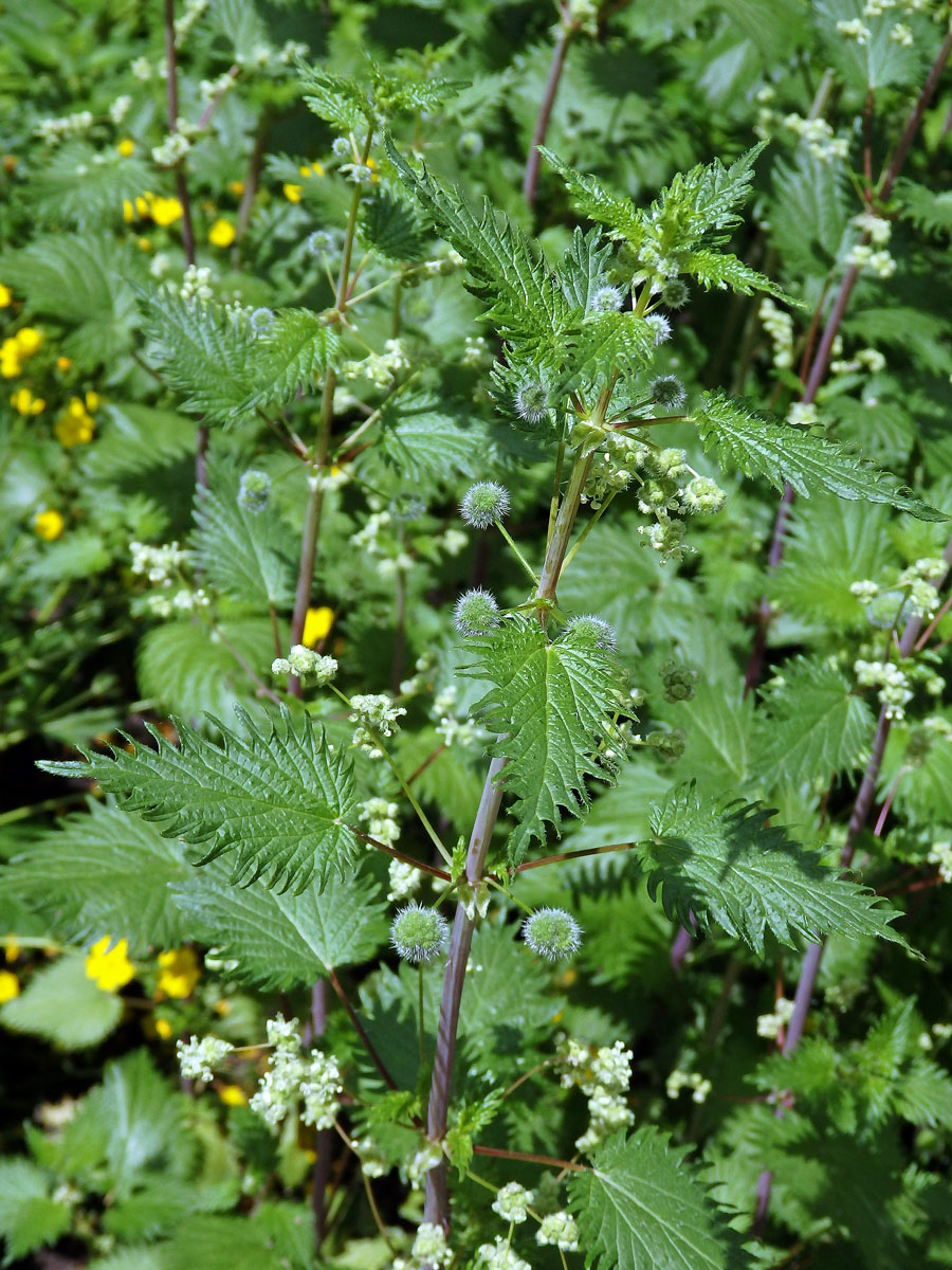 Kopřiva kulkonosná (Urtica pilulifera L.)