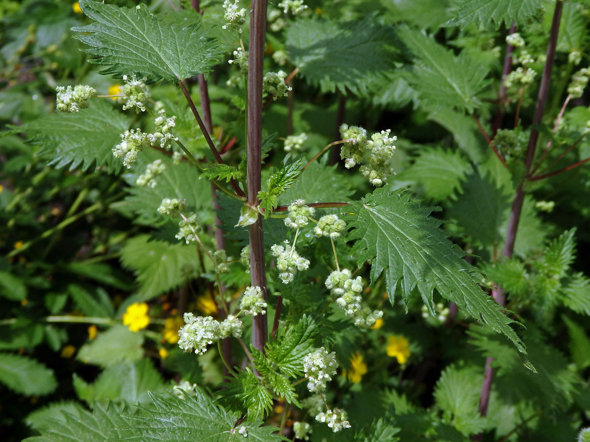 Kopřiva kulkonosná (Urtica pilulifera L.)