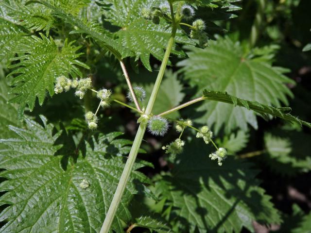 Kopřiva kulkonosná (Urtica pilulifera L.)