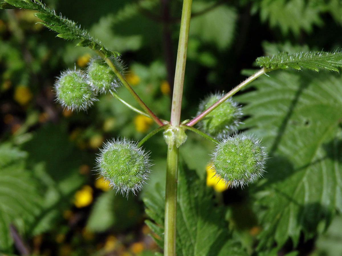 Kopřiva kulkonosná (Urtica pilulifera L.)