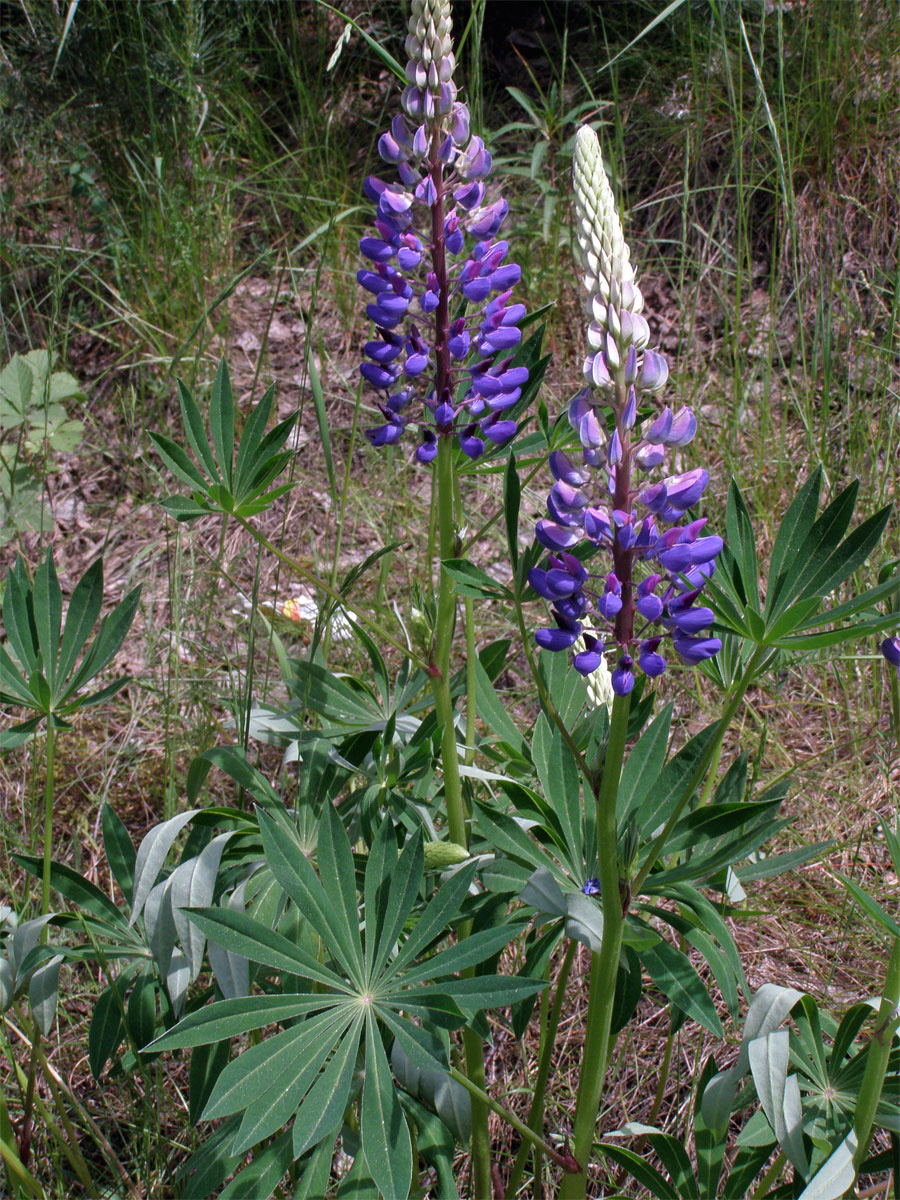 Lupina mnoholistá (Lupinus polyphyllus Lindl.)