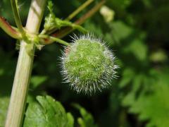 Kopřiva kulkonosná (Urtica pilulifera L.)