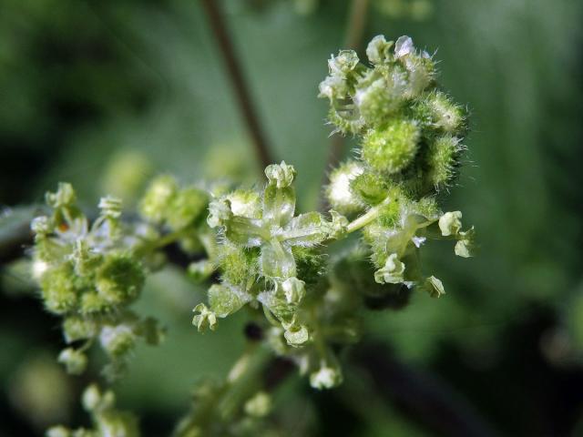 Kopřiva kulkonosná (Urtica pilulifera L.)