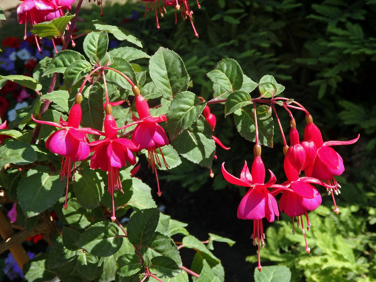 Fuchsie (Fuchsia hybrida hort. ex Sieb. & Voss)